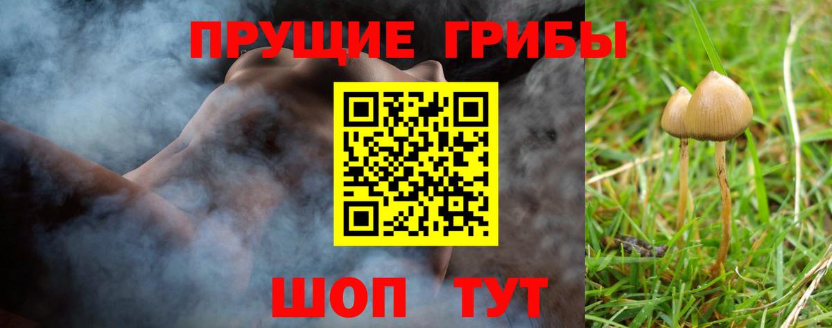 Кашира  закладка  Вход с VPN  Псилоцибиновые грибы Cubensis 